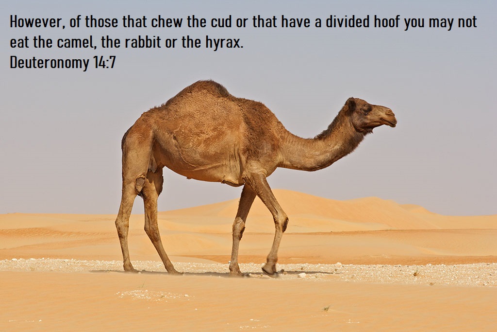 Deuteronomy 14 7