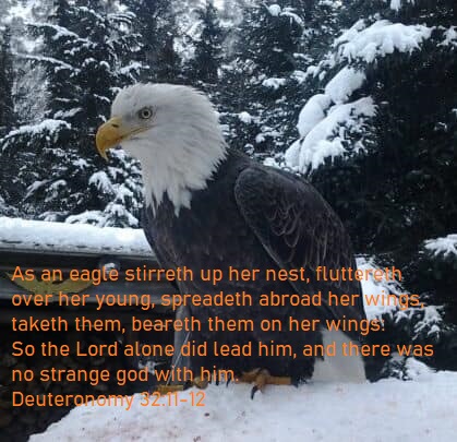 Deuteronomy 32 11 12